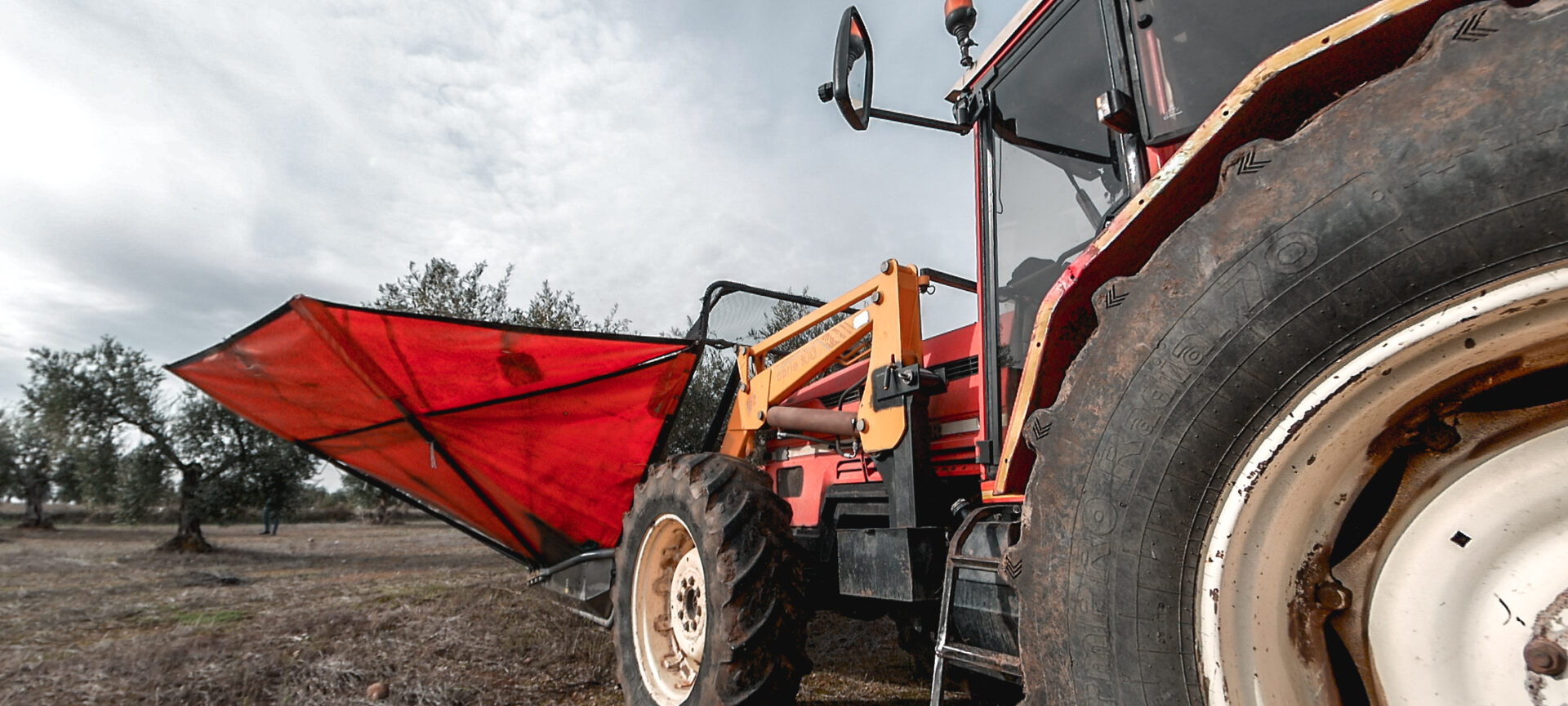 Recolección de olivas en Almazara Alguijuela